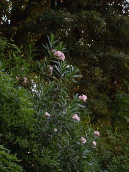 DSCN0528