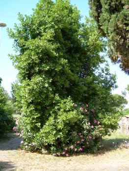 DSCN0594