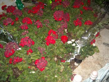 DSCN0619